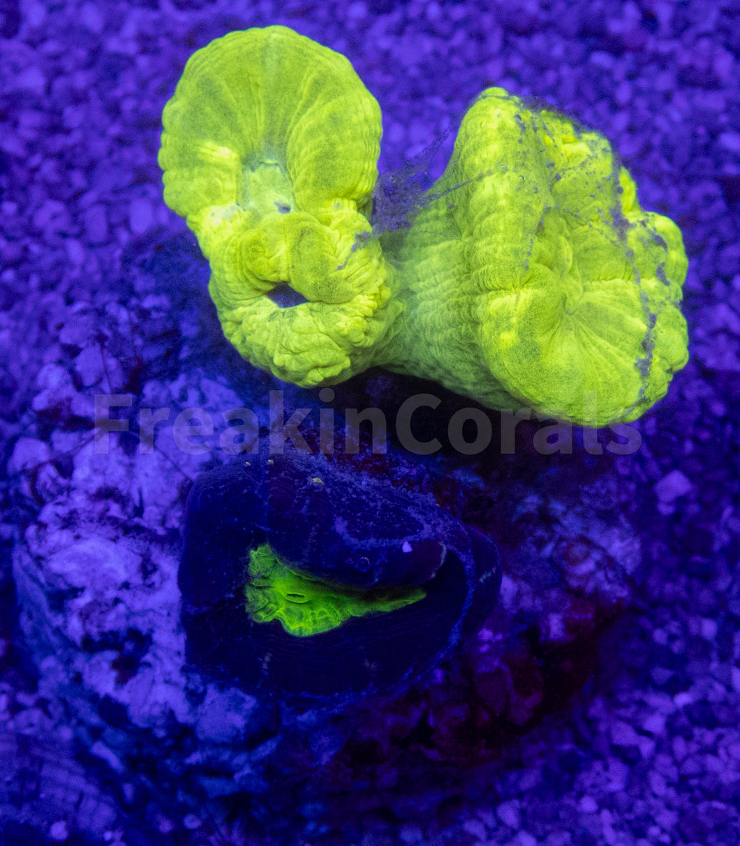Green Fluor & Coca-Cola Caulastrea Mix