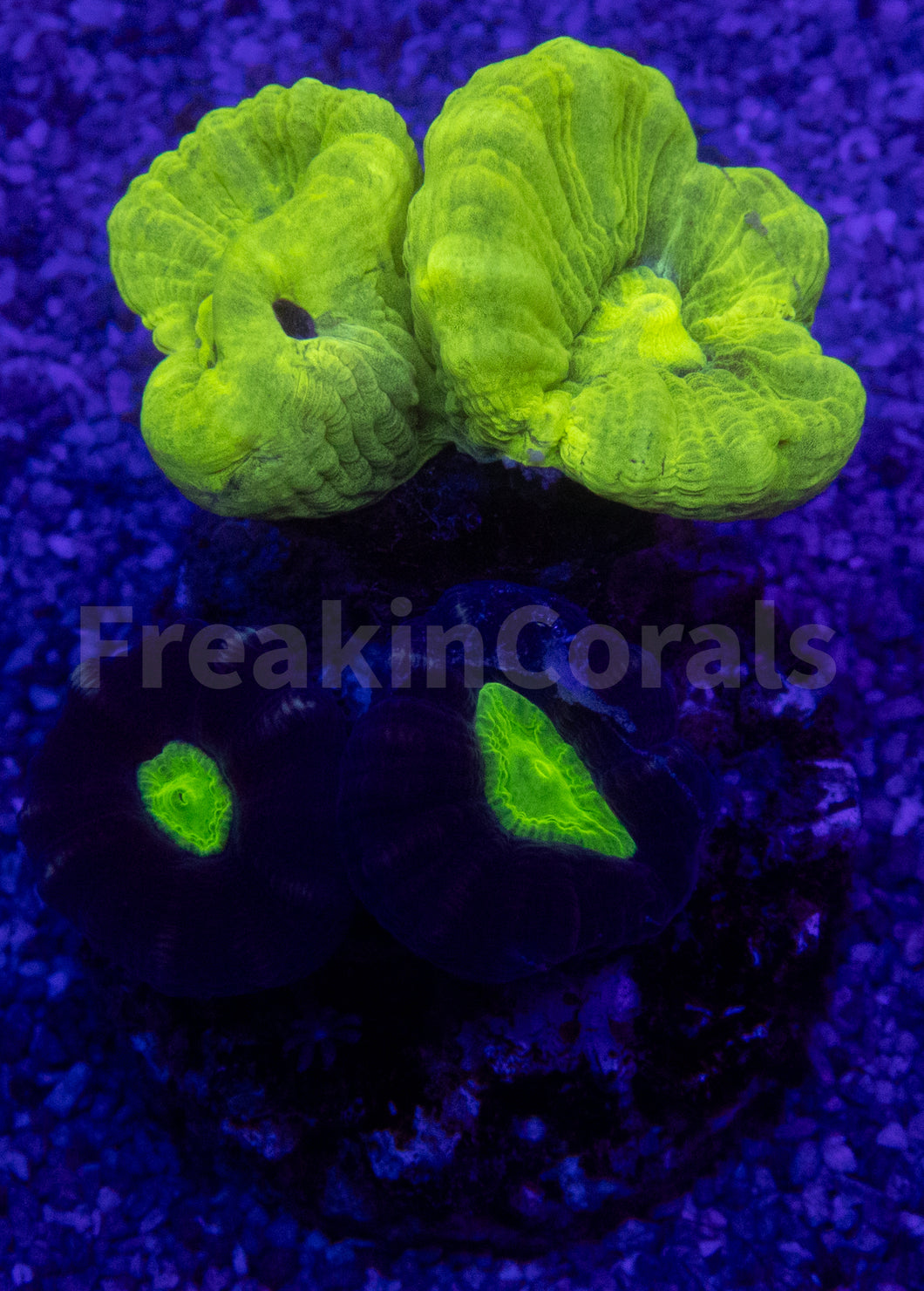 Green Fluor & Coca-Cola Caulastrea Mix