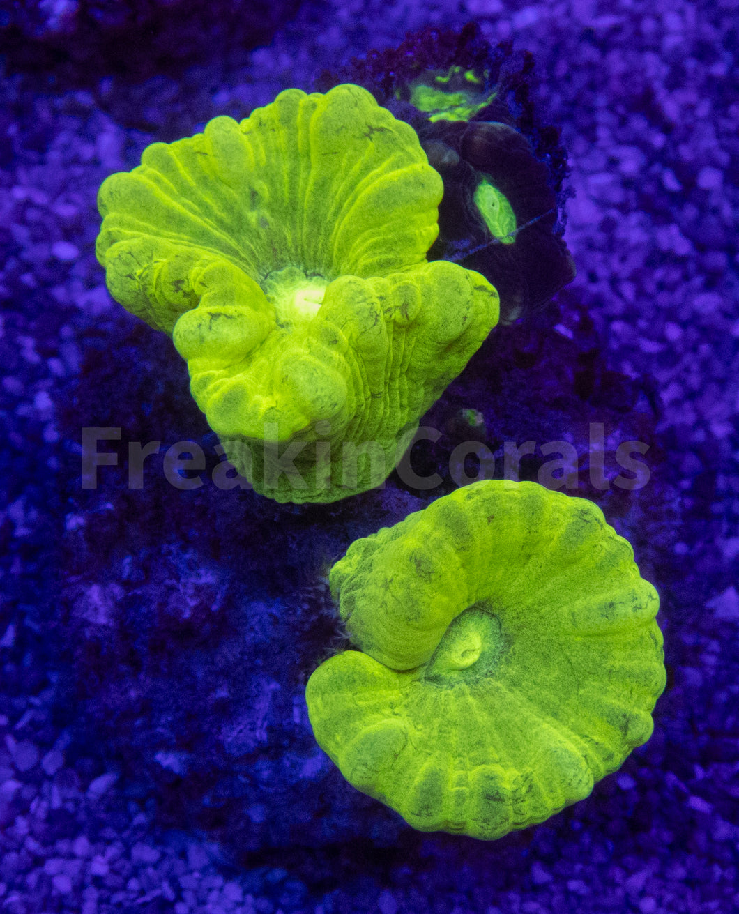Green Fluor & Coca-Cola Caulastrea Mix