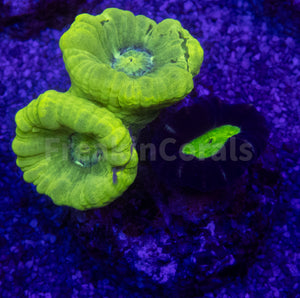 Green Fluor & Coca-Cola Caulastrea Mix