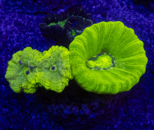 Green Fluor & Coca-Cola Caulastrea Mix