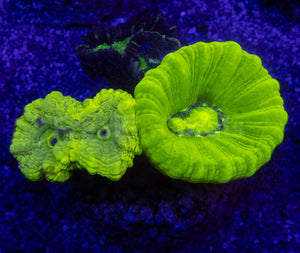 Green Fluor & Coca-Cola Caulastrea Mix