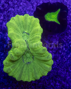 Green Fluor & Coca-Cola Caulastrea Mix