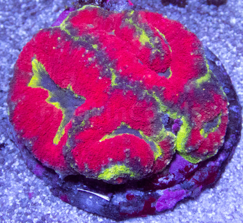 Prism Aurora Symphyllia