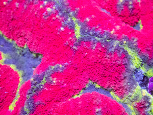 Prism Aurora Symphyllia
