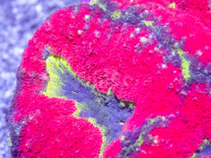 Prism Aurora Symphyllia