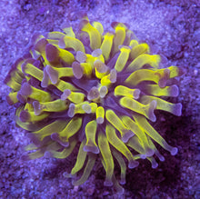 Load image into Gallery viewer, FK Alien Green Paraancora Euphyllia( Rare Color - 2 Head) FK330