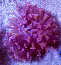 Load image into Gallery viewer, FK Dark Red and Gold Paraancora Euphyllia FK809