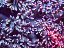 Load image into Gallery viewer, FK Tricolor Fusion Pink, Purple and Blue Goniopora (Collector Coral - Rare Fusion) FK558
