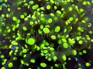 FK ElectroBuzz Yaeyamaensis Euphyllia (Rare Color - 1 Head) FK748