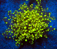 Load image into Gallery viewer, FK ElectroBuzz Yaeyamaensis Euphyllia (Rare Color - 1 Head) FK748
