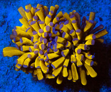 Load image into Gallery viewer, FK Banana Baliensis Torch (Nano Euphyllia - Rare Color - 2 Heads) FK127