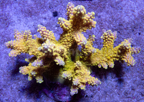 FK Golden Tip Cerealis Acropora (CTO Cut-to-Order, Frag from colony on Photo)