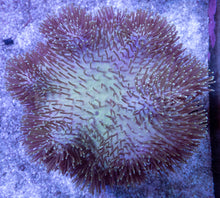 Load image into Gallery viewer, Soft Coral – Colony – WYSIWYG