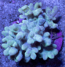 Carregar imagem no visualizador da galeria, Soft Coral – Colony – WYSIWYG