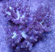 Load image into Gallery viewer, Soft Coral – Colony – WYSIWYG