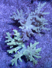 Carregar imagem no visualizador da galeria, Soft Coral – Colony – WYSIWYG