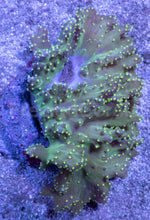 Carregar imagem no visualizador da galeria, Soft Coral – Colony – WYSIWYG