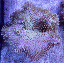 Carregar imagem no visualizador da galeria, Soft Coral – Colony – WYSIWYG