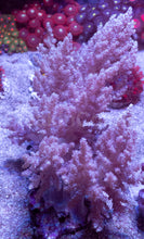 Carregar imagem no visualizador da galeria, Soft Coral – Colony – WYSIWYG