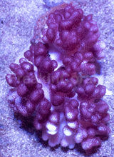 Carregar imagem no visualizador da galeria, Soft Coral – Colony – WYSIWYG