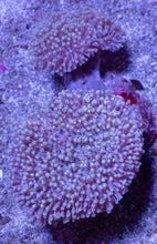 Carregar imagem no visualizador da galeria, Soft Coral – Colony – WYSIWYG - freakincorals.com