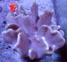 Carregar imagem no visualizador da galeria, Soft Coral – Colony – WYSIWYG - freakincorals.com