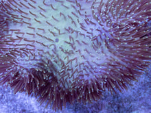 Load image into Gallery viewer, Soft Coral – Colony – WYSIWYG