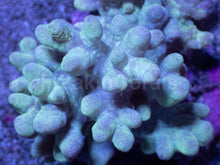 Carregar imagem no visualizador da galeria, Soft Coral – Colony – WYSIWYG