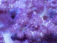 Load image into Gallery viewer, Soft Coral – Colony – WYSIWYG