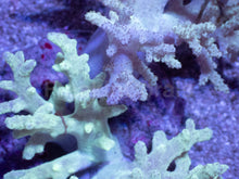 Carregar imagem no visualizador da galeria, Soft Coral – Colony – WYSIWYG