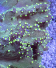 Carregar imagem no visualizador da galeria, Soft Coral – Colony – WYSIWYG