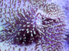 Carregar imagem no visualizador da galeria, Soft Coral – Colony – WYSIWYG