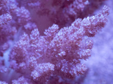 Carregar imagem no visualizador da galeria, Soft Coral – Colony – WYSIWYG