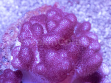 Carregar imagem no visualizador da galeria, Soft Coral – Colony – WYSIWYG