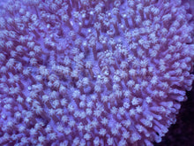 Carregar imagem no visualizador da galeria, Soft Coral – Colony – WYSIWYG - freakincorals.com