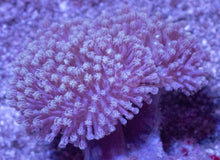 Carregar imagem no visualizador da galeria, Soft Coral – Colony – WYSIWYG - freakincorals.com
