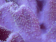 Carregar imagem no visualizador da galeria, Soft Coral – Colony – WYSIWYG - freakincorals.com