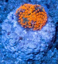 Load image into Gallery viewer, Ricordea florida “Ultra Orange Splash” – Mega Colour – Frag (Photo Reference) - freakincorals.com