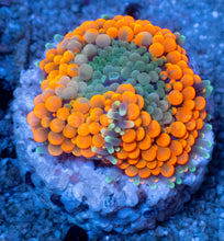 Load image into Gallery viewer, Ricordea florida “Ultra Orange Splash” – Mega Colour – Frag (Photo Reference) - freakincorals.com