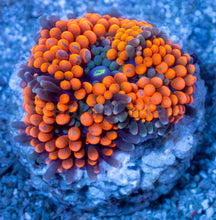 Load image into Gallery viewer, Ricordea florida “Ultra Orange Splash” – Mega Colour – Frag (Photo Reference) - freakincorals.com