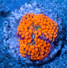 Load image into Gallery viewer, Ricordea florida “Ultra Orange Splash” – Mega Colour – Frag (Photo Reference) - freakincorals.com