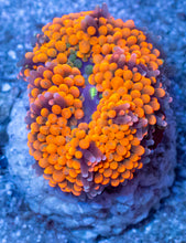 Load image into Gallery viewer, Ricordea florida “Ultra Orange Splash” – Mega Colour – Frag (Photo Reference) - freakincorals.com
