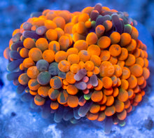 Load image into Gallery viewer, Ricordea florida “Ultra Orange Splash” – Mega Colour – Frag (Photo Reference) - freakincorals.com