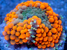 Load image into Gallery viewer, Ricordea florida “Ultra Orange Splash” – Mega Colour – Frag (Photo Reference) - freakincorals.com