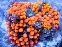 Load image into Gallery viewer, Ricordea florida “Ultra Orange Splash” – Mega Colour – Frag (Photo Reference) - freakincorals.com