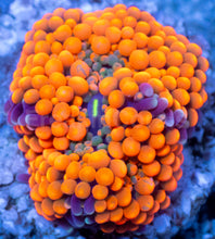 Load image into Gallery viewer, Ricordea florida “Ultra Orange Splash” – Mega Colour – Frag (Photo Reference) - freakincorals.com