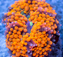 Load image into Gallery viewer, Ricordea florida “Ultra Orange Splash” – Mega Colour – Frag (Photo Reference) - freakincorals.com