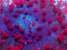 Load image into Gallery viewer, St. Thomas Rhodactis – WYSIWYG