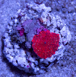 FK Snowman Baby Polyp Discosoma (Mother Coral displayed) FK478